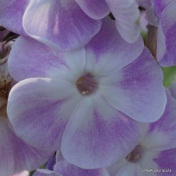 Phlox ‘Violetta Gloriosa‘ (4)