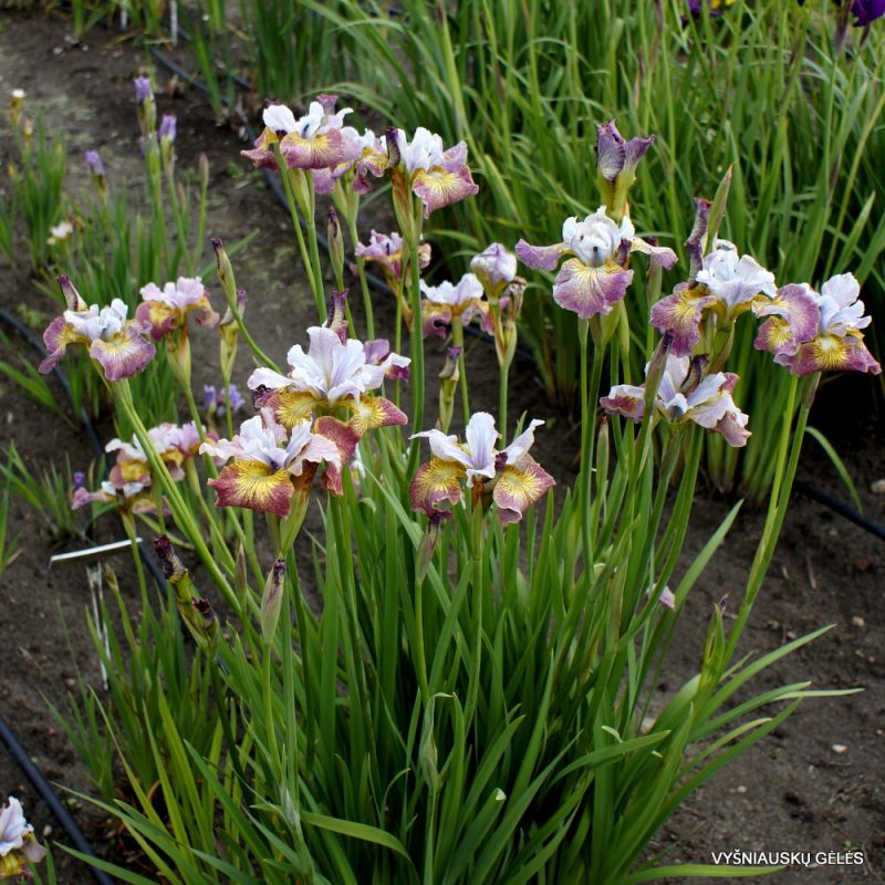 'Suger Rush'