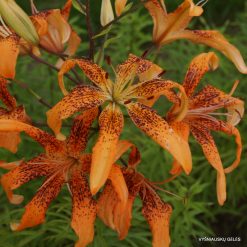 'Tango Spider'