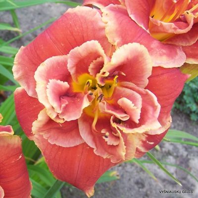 daylily 'After the Fire'