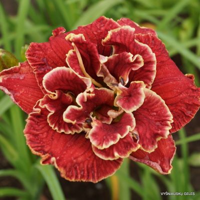 daylily ‘Amanda‘s Little Red Shoes’
