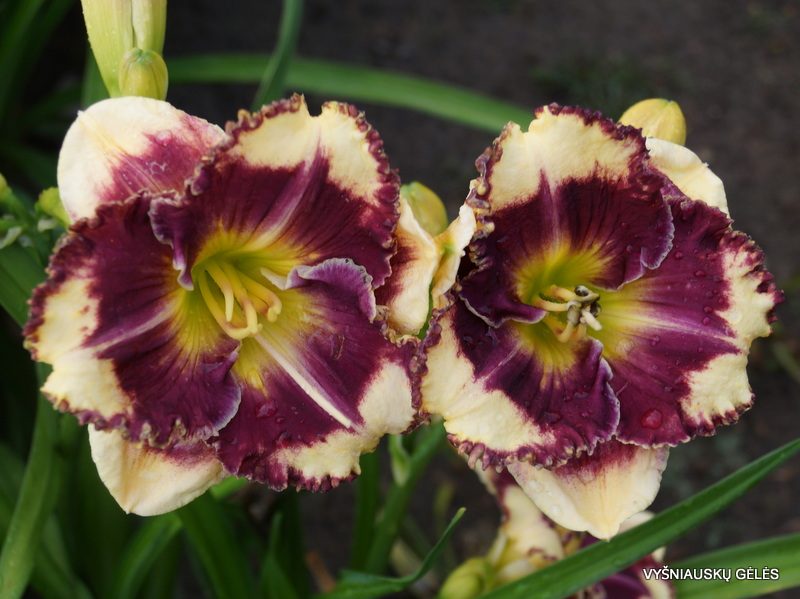 daylily 'Answering Angels' (2)