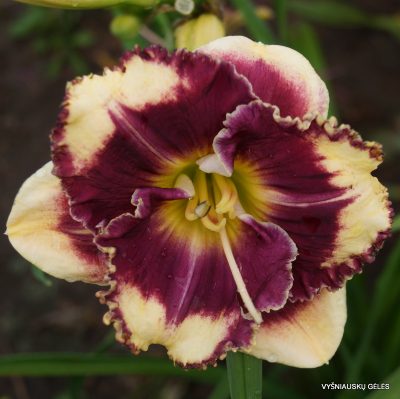 daylily 'Answering Angels'