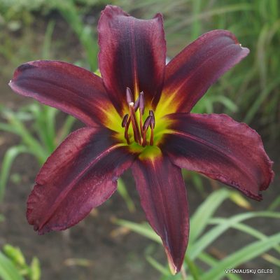 daylily 'Artificial Evolution'