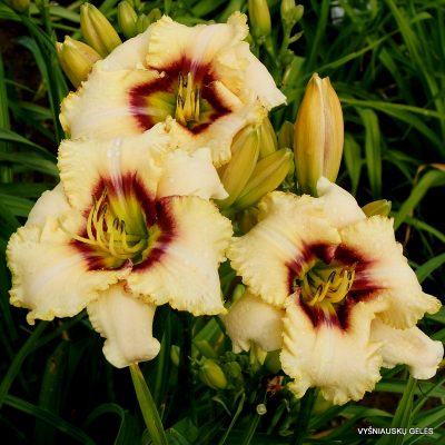 daylily 'Barbara Keen Strout' (2)