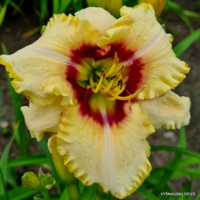 daylily ‘Barbara Keen Strout’