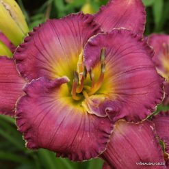 daylily 'Bea‘s Afternoon Delight'