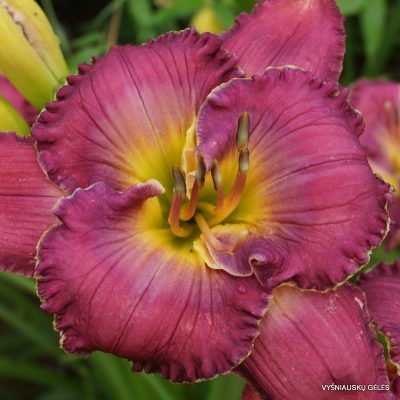 daylily ‘Bea‘s Afternoon Delight’