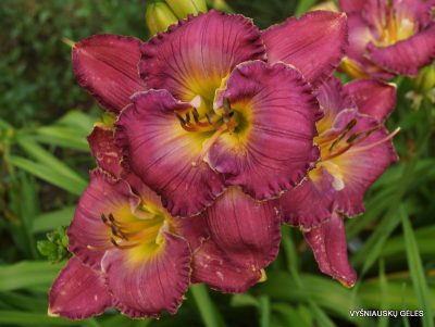 daylily 'Bea‘s Afternoon Delight' (2)