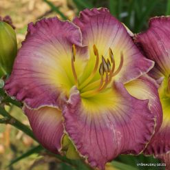 daylily 'Bea‘s Afternoon Delight' (3)