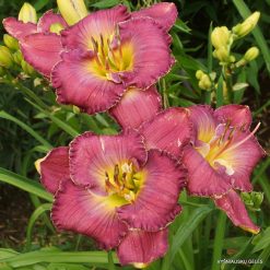 daylily 'Bea‘s Afternoon Delight' (4)