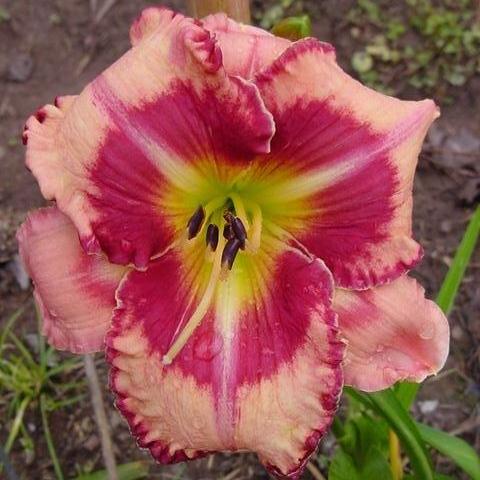 daylily 'Believe in Miracles'