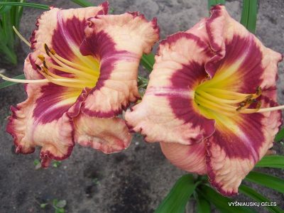 daylily 'Believe in Miracles' (2)