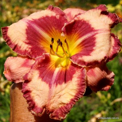 daylily 'Believe in Miracles'