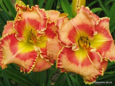 daylily 'Border Blessed' (2)