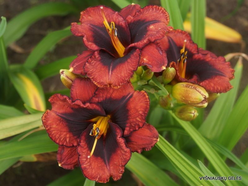daylily 'Broadway Last Mohican' (3)