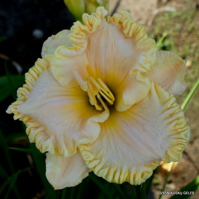 daylily ‘Brookgreen Plantation’ (2)