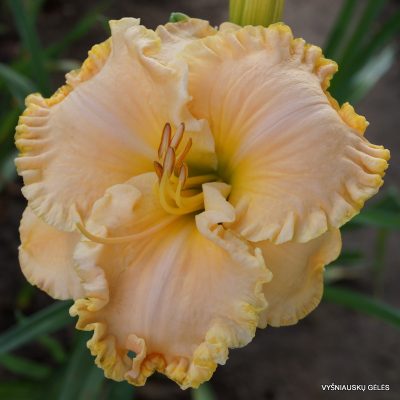 daylily ‘Browns Ferry Peach N‘Cream’