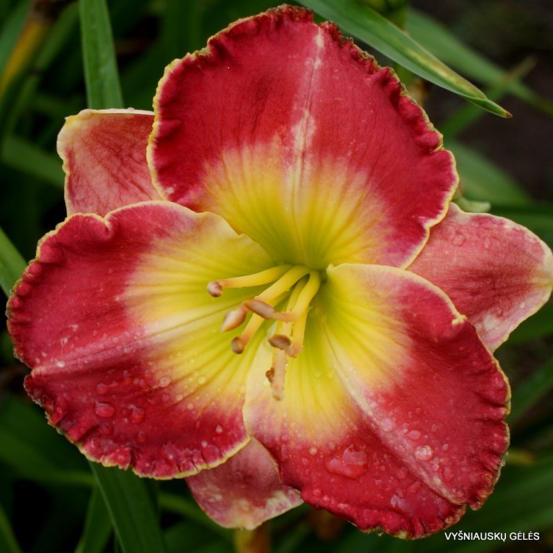 daylily 'Browns Ferry Queen of Hearts' (2)