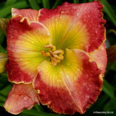 daylily ‘Browns Ferry Queen of Hearts’