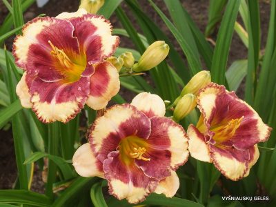 daylily 'Calling All Angels' (2)