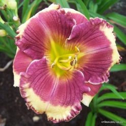 daylily 'Calling All Angels' (3)