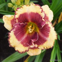 daylily 'Calling All Angels' (4)