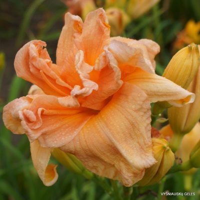 daylily ‘Carolina Coastal Breeze’