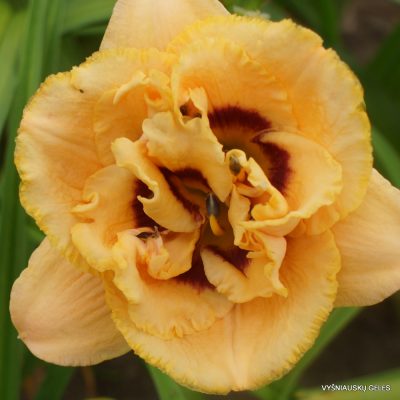 daylily ‘Chain Reaction’