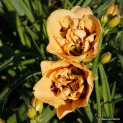 daylily 'Chain Reaction' (3)