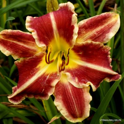 daylily ‘Chili Spice’