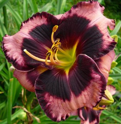 daylily 'Circus Performer'