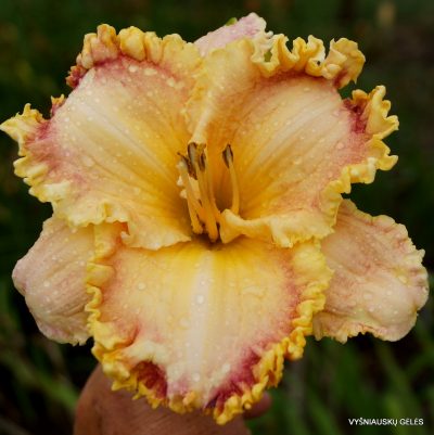 daylily ‘Competitive Edge’