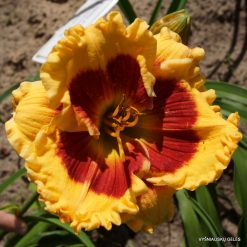 daylily 'Connie Can‘t Have It'