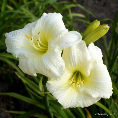 daylily 'Cool It' (2)
