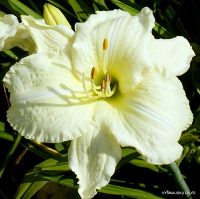 daylily 'Cool It'