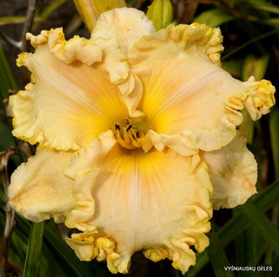 daylily 'Cornbread and Chicken'