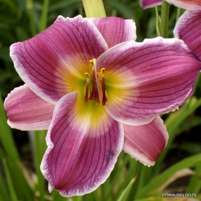 daylily 'Cosmic Legacy' (2)