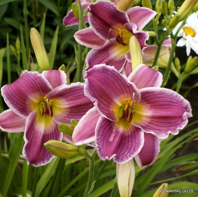 daylily 'Cosmic Legacy'