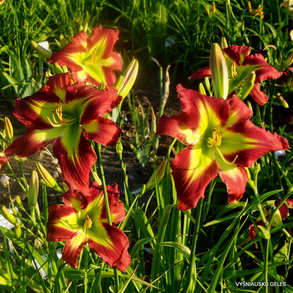 daylily 'Crimson And Clover' (3)