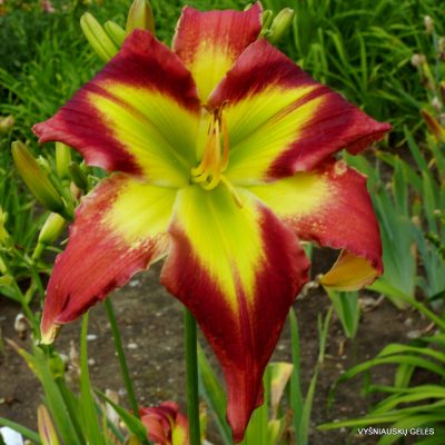 daylily ‘Crimson And Clover’