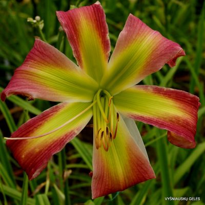 daylily ‘Dance with Somebody’