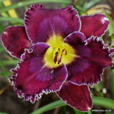 daylily 'Desire of Nations' (2)