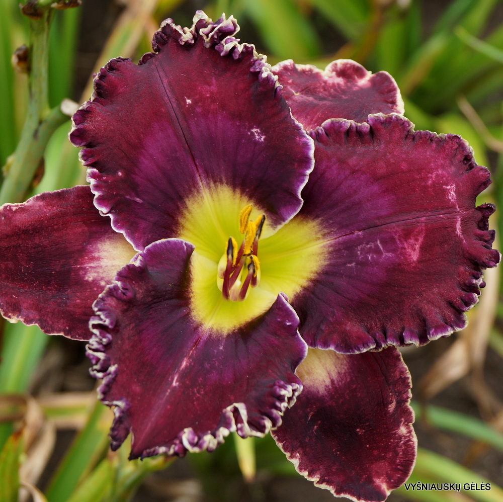 daylily 'Desire of Nations' (3)