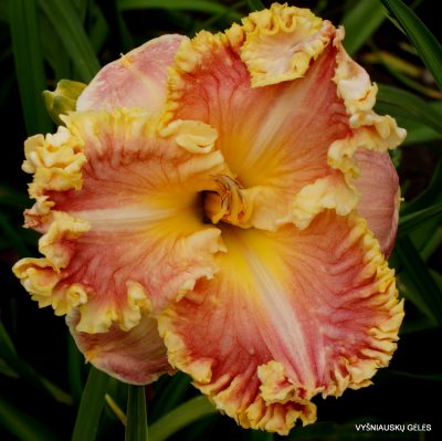 daylily ‘Diana‘s Evening Gown’