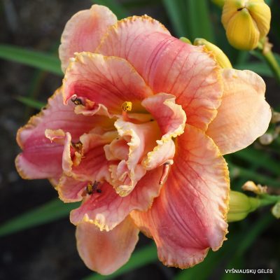 daylily ‘Dorothy and Toto’