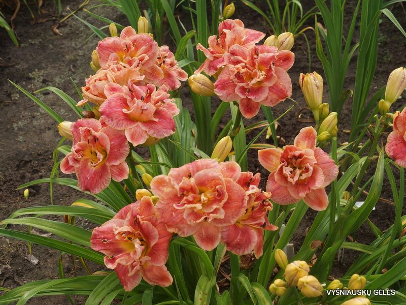 daylily 'Dorothy and Toto' (5)