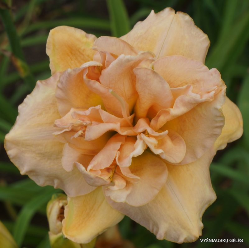 daylily 'Double Angels' (2)