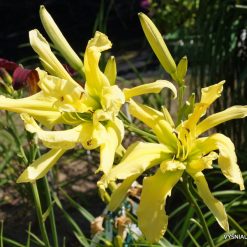 daylily 'Dr. Octopus' (3)