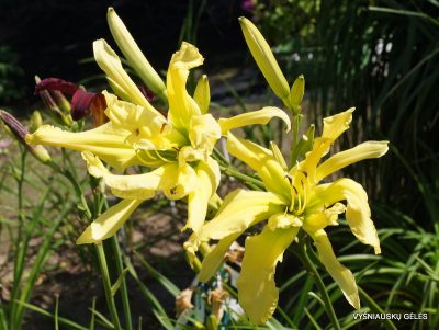 daylily ‘Dr. Octopus’ (3)